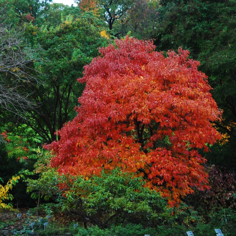 5 Fragrant Sassafras Trees Live Plants, Autumn Fall Color Sassafras Seedling Bare Roots, 7-15 Inches in Tall