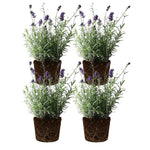 Set 4 Lavender Plants Live, Lavandula Perennial Well Rooted Plants, Fragrant Perennial 4-8" Height for Planting (Purple Lavender)
