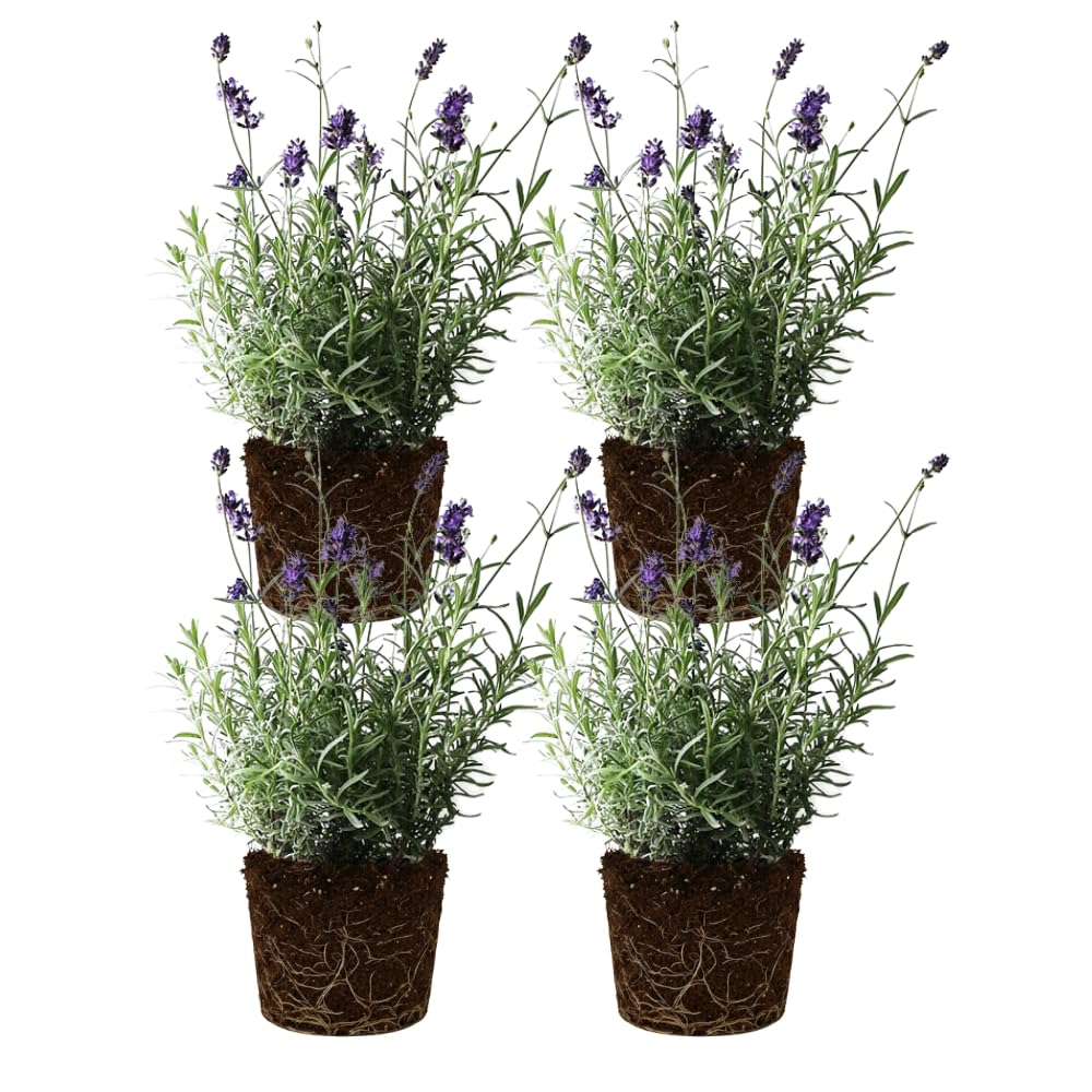 Set 4 Lavender Plants Live, Lavandula Perennial Well Rooted Plants, Fragrant Perennial 4-8" Height for Planting (Purple Lavender)