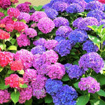Reblooming Hydrangea Flowers, Hardy Hydrangea Plant Live Bush Shrub, 5-8" Tall Well-Rooted for Garden, Change Colors