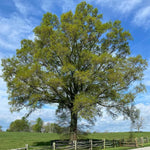 Set 2 Willow Oak Tree Live Plants, Live Oak Tree, 12 to 18 Inc Tall, Dormant in Winter, Shade Tree for Outdoor Garden