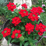 Red Verbena Plants, 4 Inch Pot, 4-6" Tall Perennial Live Verbena Flowers Plant for Groundcover, Outdoor Garden