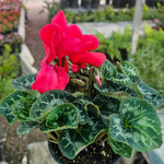 Red Cyclamen Plant Live, Flowering Houseplant, 4" Pot