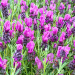 2 Lavender Plants Live Flower, Lavandula Perennial Starter Plants Plugs, 4-8" Tall for Planting Indoor Outdoor (Spanish Lavender)