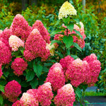 Hydrangea Bush Tree Plants Live, 5-9" Tall, No Pot, Dormant in Winter, Change Color Perennial Planting Indoor Outdoor, Long Lasting Blooms Flower (Pink White)
