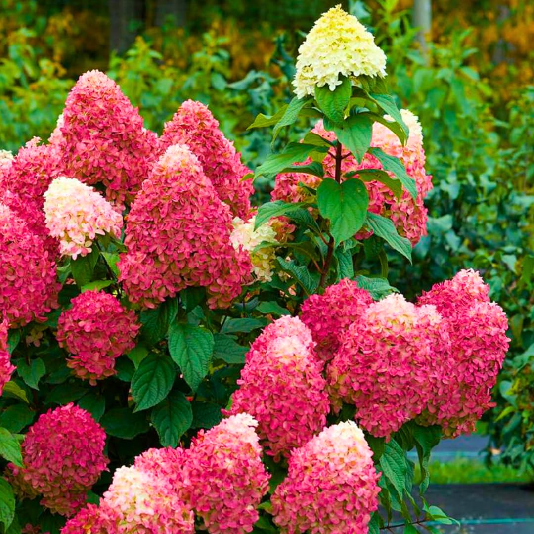 Hydrangea Bush Tree Plants Live, 5-9" Tall, No Pot, Dormant in Winter, Change Color Perennial Planting Indoor Outdoor, Long Lasting Blooms Flower (Pink White)