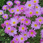 2 Pink Mums Plants Live, Chrysanthemum Plants Live, 5 to 7 Inc Tall, Chrysanthemum Mum Live Plant Gardening Indoor Outdoor