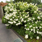 Hydrangea Bush Tree Plants Live, 5-9" Tall, No Pot, Dormant in Wintet, Change Color Perennial Planting Indoor Outdoor, Long Lasting Blooms Flower (White Oakleaf)