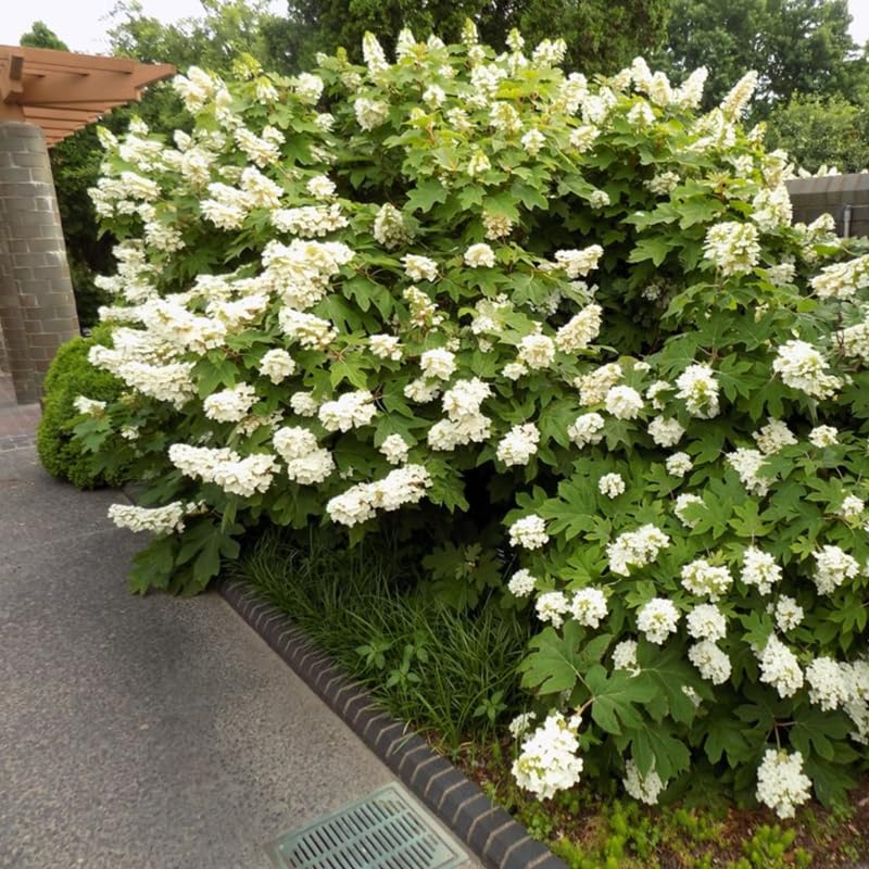 Hydrangea Bush Tree Plants Live, 5-9" Tall, No Pot, Dormant in Wintet, Change Color Perennial Planting Indoor Outdoor, Long Lasting Blooms Flower (White Oakleaf)