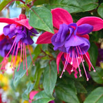 Fuchsia Plants Live, Pink Purple Fuchsia Live Plants, 2 Plants, Ready to Plant