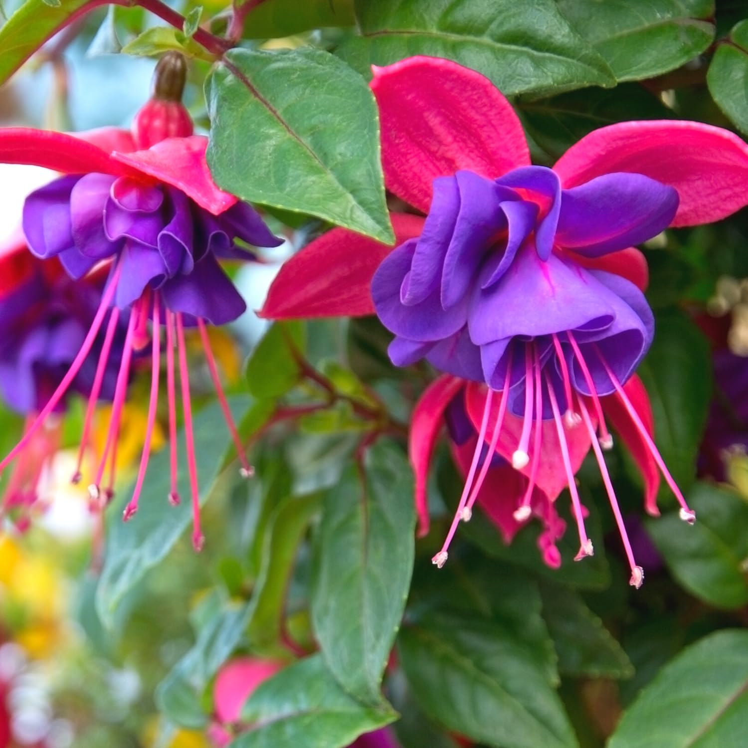 Fuchsia Plants Live, Purple Pink Fuchsia Live Plants, 4 Plants from 3 Inc Tall, Fuchsia Plant, No Potted, Well Rooted
