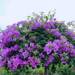 2 Bougainvillea Plants Live, Bougainvillea Live Plant, 4 to 6 Inc Tall, Flower Vine Plant Garden (Purple)
