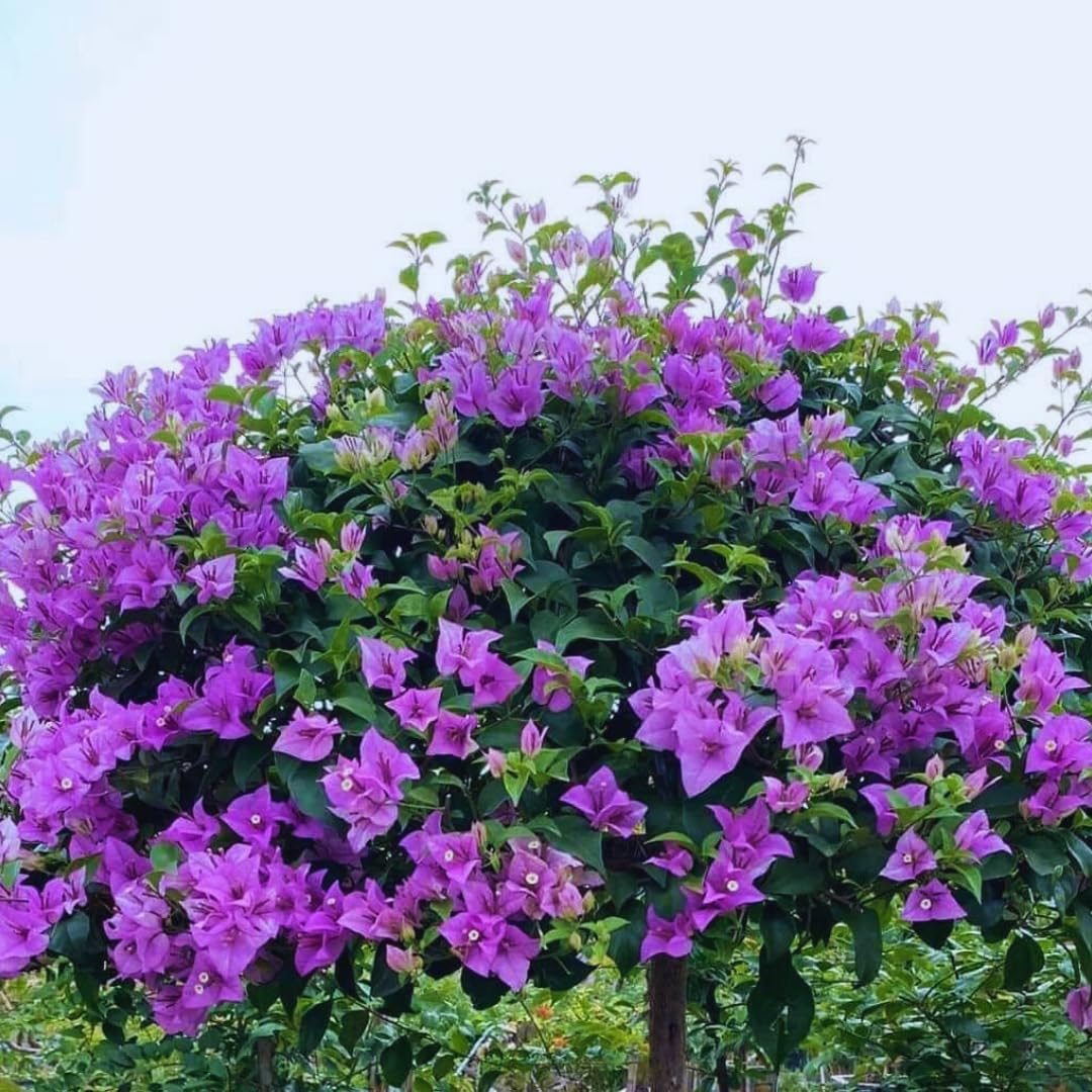 2 Bougainvillea Plants Live, Bougainvillea Live Plant, 4 to 6 Inc Tall, Flower Vine Plant Garden (Purple)