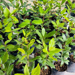 Set of 2 Sweet Bay Laruel Trees Live Plants, Bay Leaf Tree, True Laurus Nobilis Plants from 4 to 6 Inches Tall, Well-Rooted and Cold Hardy
