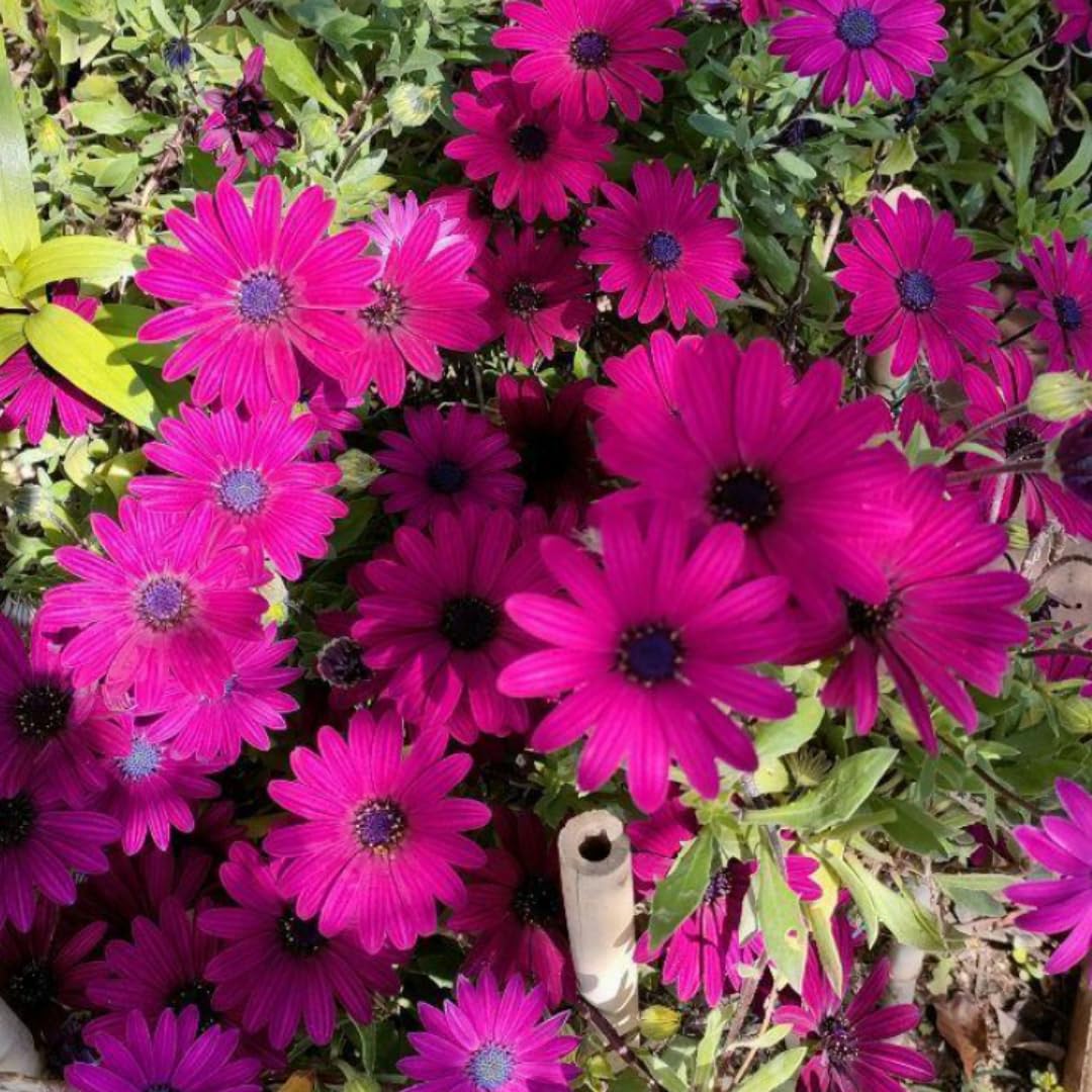 Osteospermum Flower Plants Live, Purple Daisy Plant 4 Inc Pot, 4 Small Plant, Purple Osteospermum Plants Live Pot, Perennial Flower Garden Outdoor Planting Indoor