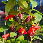 Set of 2 Red Lipstick Plants Live for Indoor Growing, Lipstick Plant 4–6 Inch Tall, Trailing Vine Houseplants, No Pot