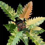 Fire Philodendron Plant Live, Rare Tropical Variegated Live Indoor Houseplant, Starter Plants No Pot, 5-9" in Tall