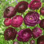 25 Purple Ranunculus Bulbs for Fall Planting, Ranunculus Corms Ranunculus Flowers Perennial Flower Bulbs, Peony Bulbs Ranunculus Bulbs for Planting, Persian Buttercup Flowers