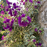 Set 2 Blueberry Ice Bougainvillea Live Plants 4-7 Inches Tall, Vibrant Bumgainvillea Flowering Vines for Garden, Patio Containers and Indoor Growing