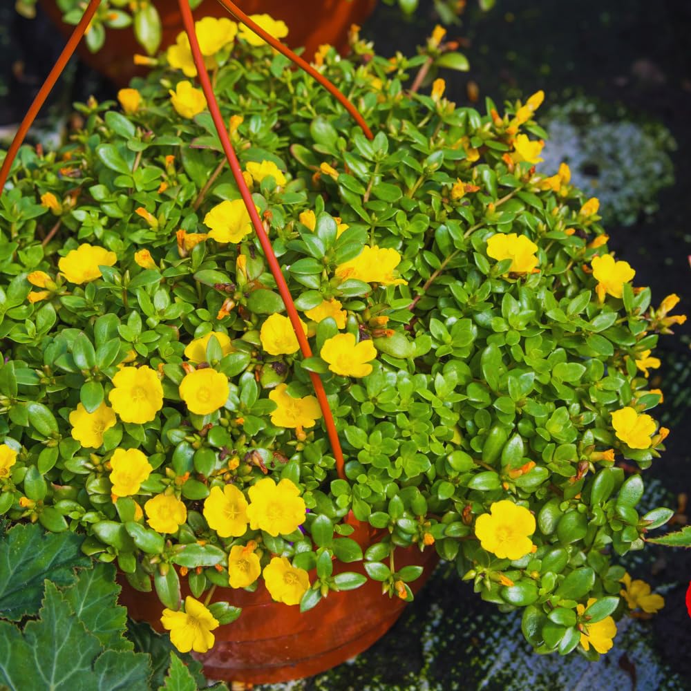 Yellow Portulaca Plant Live Pot, Purslane Moss Rose Live Plant for Growing, 4 to 6 Inc Long, Yellow Flower