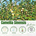 Camellia Sinensis Plants Live, Camellia Plant Live, Green Tea Plant, 5-7 Inches Tall for Indoor Outdoor Growing