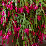 Pink True Christmas Cactus Plant, 4 Inch Pot Holiday Succulent, Rare Perennial Pink Christmas Cactus Live Plant, 4 to 6 Inch Tall Flower Plants for Indoor Garden, Hanging Basket, No Pot