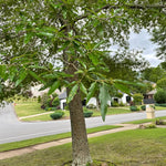 Pack of 2 Willow Oak Tree Live Plants, Hardy Leaf Oak Plant, 12 to 18 Inches Height, Outdoor Growing, Dormant Tree