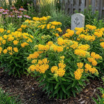 3 Yellow Milkweed Plant Live, Asclepias Tuberosa Butterfly Bush, 4-8"
