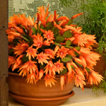 Easter Cactus Plants Live, Spring Bloom, Cold Hardy, 5-9" in Tall, No Pot, Starter Holiday Cactus Plant for Indoor Outdoor Houseplants (Orange)
