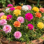 Mix Moss Rose Plants Live, Live Portulaca Plants, Well Rooted from 4 to 8 Inches Tall, Vibrant Flowers for Ground Cover and Garden Beds