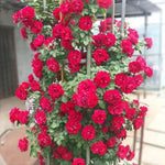 Deep Red Climbing Rose Live Plant, 6 Months Old Starter, Fragrant Purple Climbing Roses for Planting Outdoor, No Pot