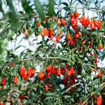6 Red Goji Berry Cuttings Plants Live, 5 to 7'' Tall, Goji Berry Fruit Plant for Garden