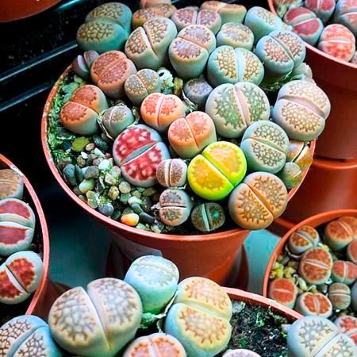 Pack 30 Lithops Succulents Plants Live, Multicolor Lithops Live Plants Indoor Outdoor, Lithops Houseplant for Decoration Home Garden