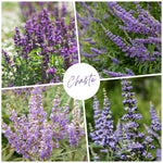 Vitex Blue Tree Live Plant, Chaste Tree, Blue Purple Flowering Vitex Shrub, 5-7 Inches Tall for Outdoor Planting