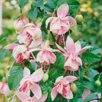 2 Fuchsia Live Plants, Fuchsia Flower Perennial for Outdoor Garden 3 to 5 Inches (Double Pink)