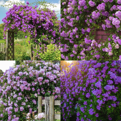 2 Purple Rose Climbing Live Starter Plants, Fragrant Purple Climbing Rose for Planting Outdoor, No Pot, 1 Year Old Rose Plant, Well-Rooted Rose Plants Live Ready to Plant