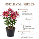 4 Pink Lily Bulbs, 4-6 Inch, Pink Lilies Bulbs, Flowering Bulb for Outdoor Garden Beds and Containers