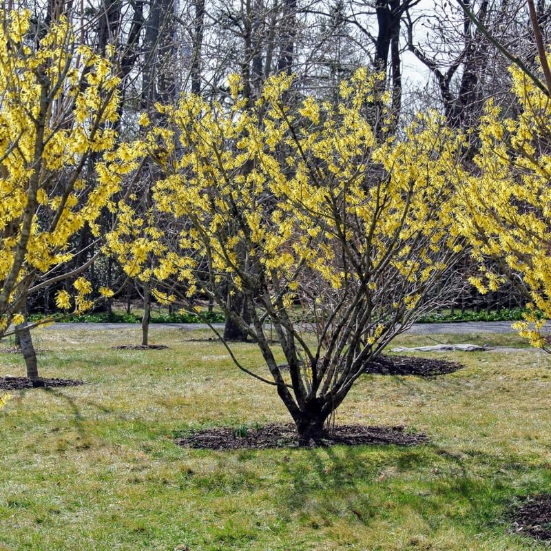 Witch Hazel Bush Shrub Plant, 1 Year Old Witch-Hazel Tree Live Plant Bare Root, Ready to Plant Outdoor, 6" to 1 Ft Tall