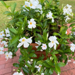 2 White Mandevilla Bush Plants, 5 to 7 Inc in Height, Mandevilla Live Plant, Mandevilla Plants Live