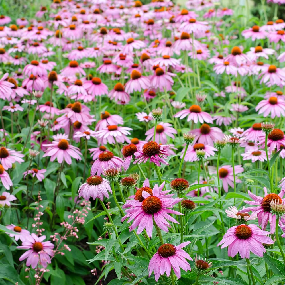 Set 3 Purple Coneflower Echinacea Plants Rooted, 3 to 5 Inch, Perennial Flower Outdoor Garden