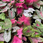 2 Caladium Plants Live for Planting, 4 to 6 Inc Tall, Caladium Live Plants Garden, 4 Inc Potted (Mix)