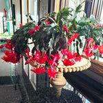 Christmas Cactus Plant, Thanksgiving Cactus in 4” Pot, Colorful Holiday Blooms, Indoor Gardens Growing (Red Christmas Cactus)