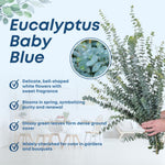 Baby Blue Eucalyptus Plant Live Indoor, Cold Hardy Eucalyptus Tree Live Plant and Fragrant Foliage, Starter Plants from 4 to 7 Inches Tall