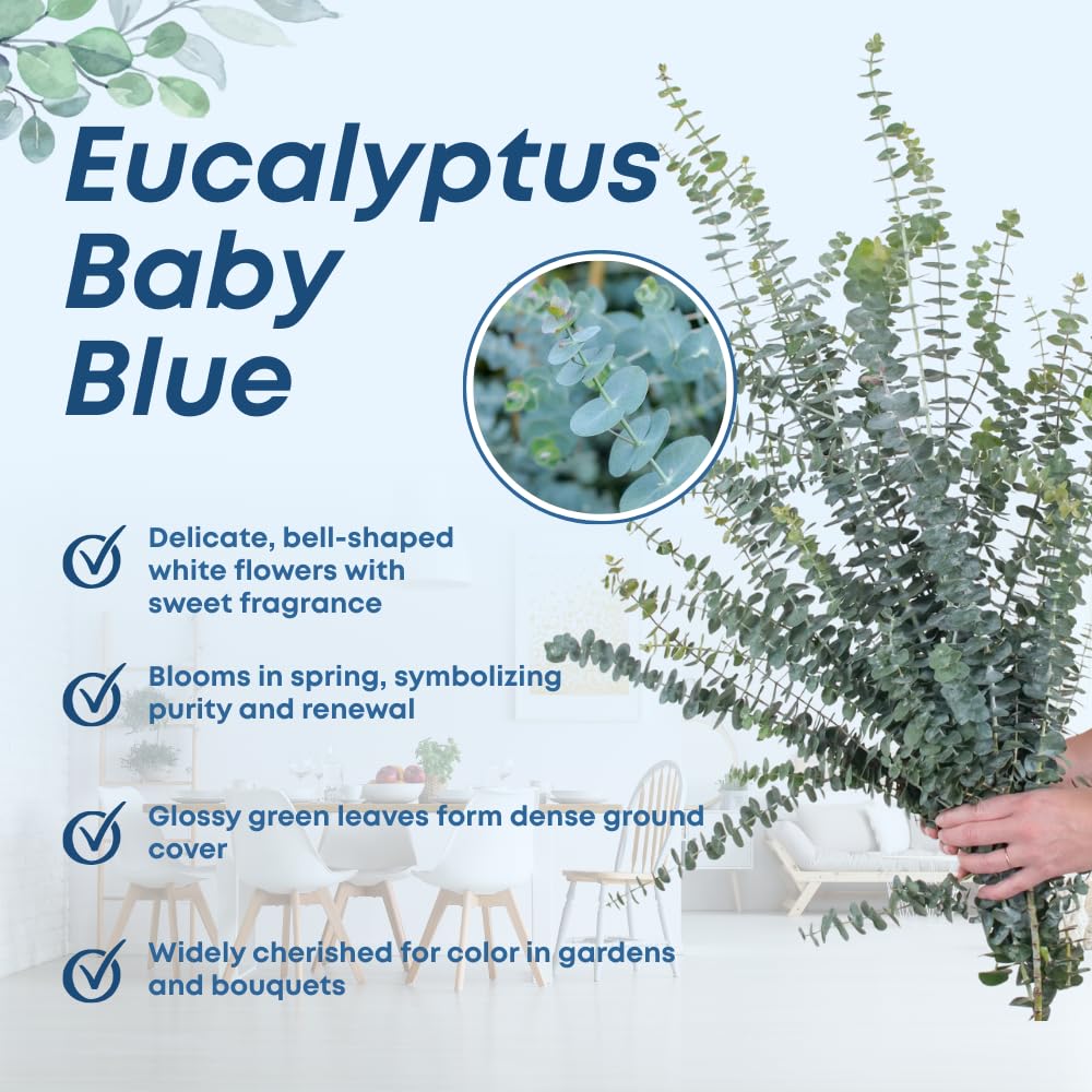Baby Blue Eucalyptus Plant Live Indoor, Cold Hardy Eucalyptus Tree Live Plant and Fragrant Foliage, Starter Plants from 4 to 7 Inches Tall