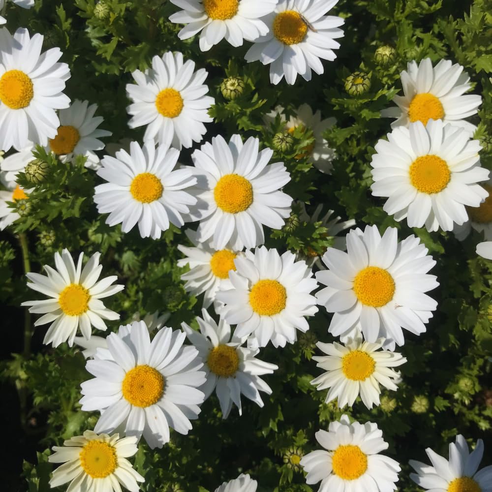 2 White Yellow Daisy Plants Live, 4 to 6 Inc Tall, Daisy Flower Live Plants for Gardening