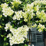 Sets 3 Climbing Bougainvillea Plants Live for Full Sun Trellis Tree, Shrub or Vine Bougainvillea Vibrant Bloom, Very Hardy, 5-9" Tall, White