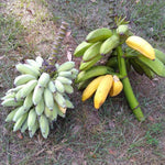 Namwah Banana Plant Live, 4-6" Tall Well-Rooted for Indoor Tropical Displays, Cold Hardy Banana Fruit Tree