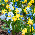 Pack of 30 Mix Flowers Bulbs for Spring Planting, Ranunculus Bulbs for Planting, Spring Blooms Vibrant Perennial Bulbs for Garden Borders (Mix Bulbs)