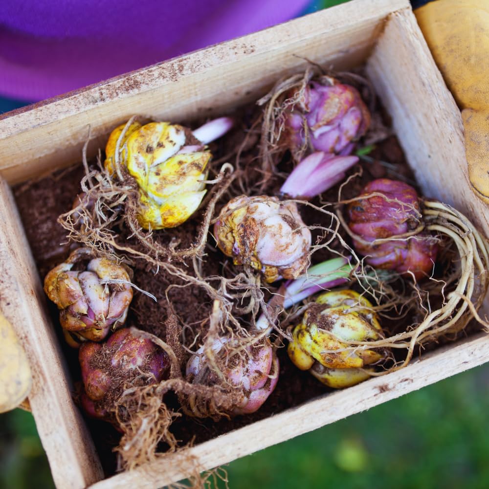 3 Double Pink Lily Bulbs for Planting, Lilies Flowers Bulbs for Gardening, Large Bulb