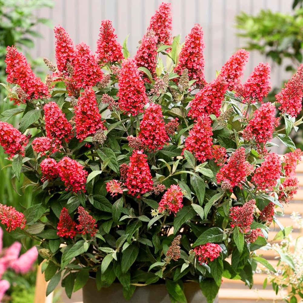 Red Butterfly Bush Buddleia Butterfly Plant Live, 4-9" Tall Well-Rooted for Outdoor Gardens, Perennial Shrub, No Pot